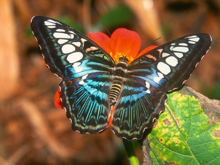 Piękne motyle - hgg.jpg