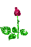podroznik43 - rozwijająca się róza.gif