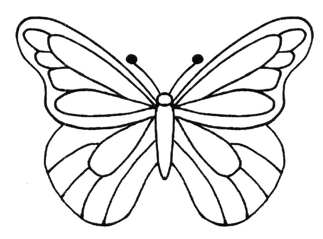 MOTYLKI I OWADY - Butterfly-4.jpg