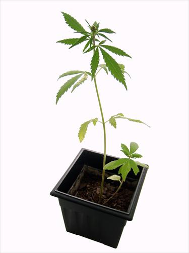 AnarchoMuminek - Marijuana_plant.jpg