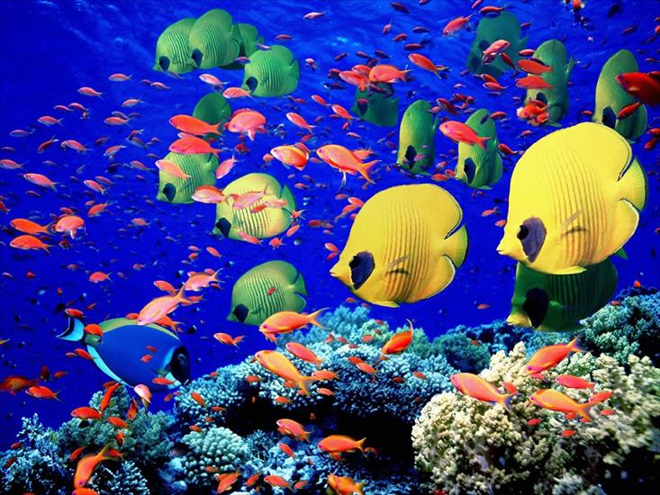 głębia oceanu - Life Below the Red Sea, Egypt.jpg