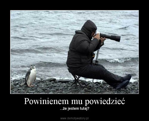 pingwiny - 1271105557_by_czirios_500.jpg
