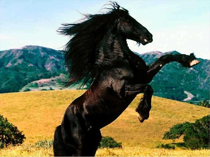 Konie - konie356qk.jpg