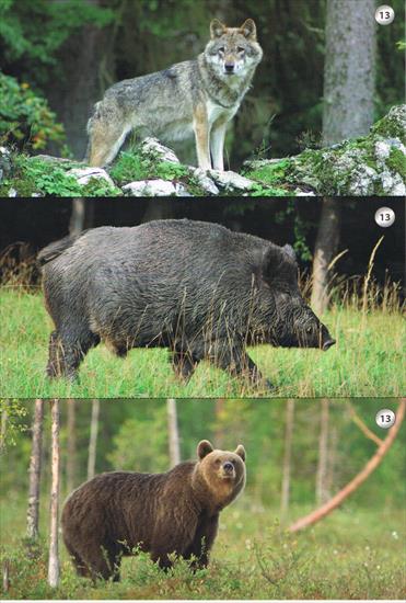 Odgłosy przyrody zagadki obrazkowo dźwiękowe - Zwierzęta leśne 1  a.jpg