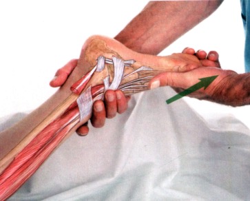 Anatomia masażu - 10-15.JPG