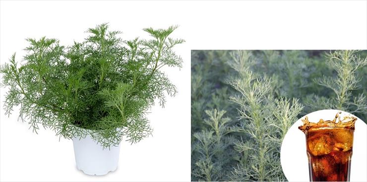 ZIOŁA - Boże drzewko, Artemisia - Cola Bush.jpg