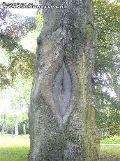 Różne śmieszne rzeczy - drzewo samica.jpg
